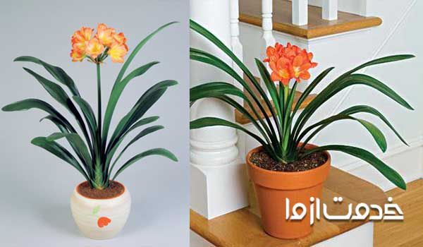 گیاه خورشیدی - گیاهان آپارتمانی مقاوم به سرما